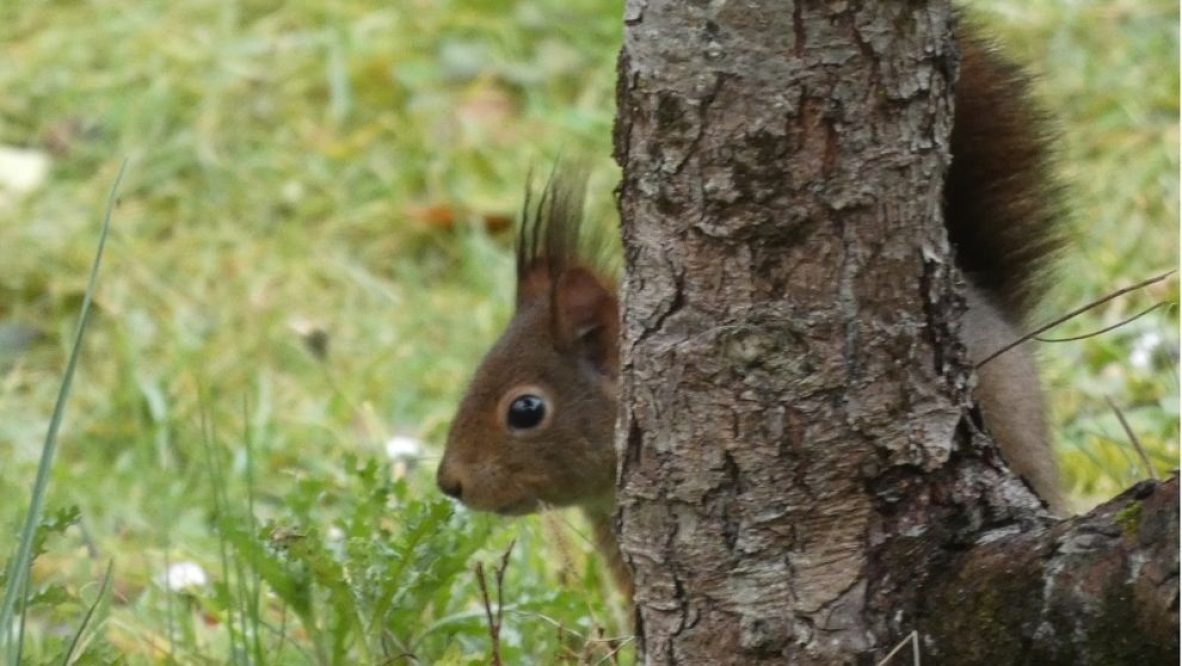 ecureuil roux- Magalie Costes